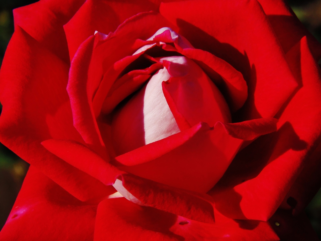 燃ゆる薔薇