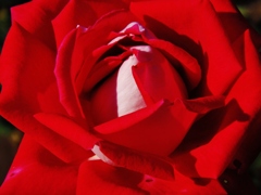 燃ゆる薔薇