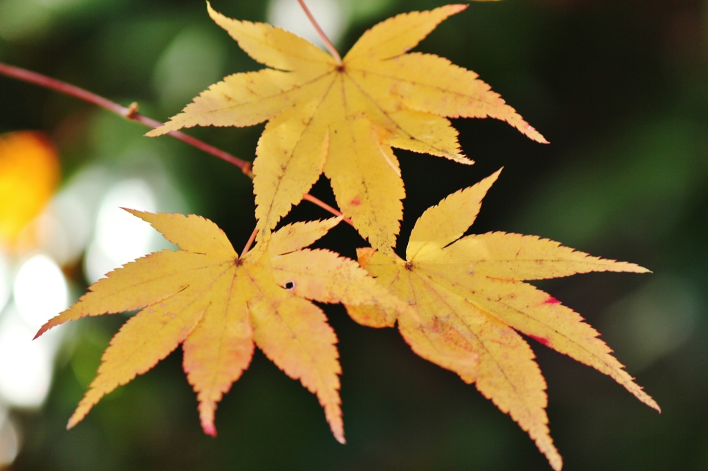 紅葉狩り