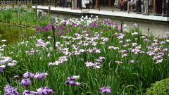 菖蒲園