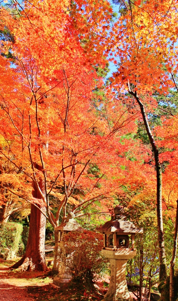 紅葉狩り