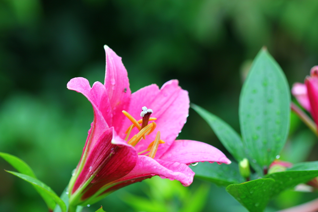 雨に咲く花