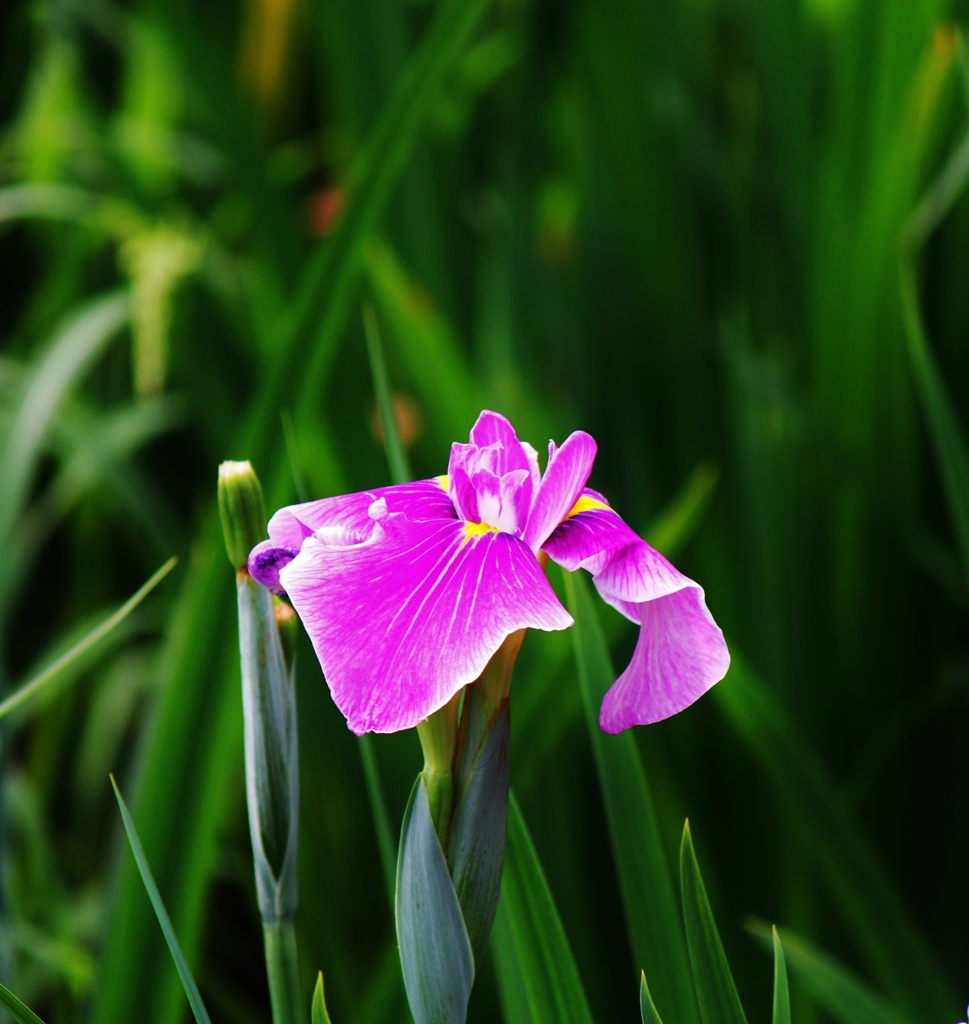 花菖蒲