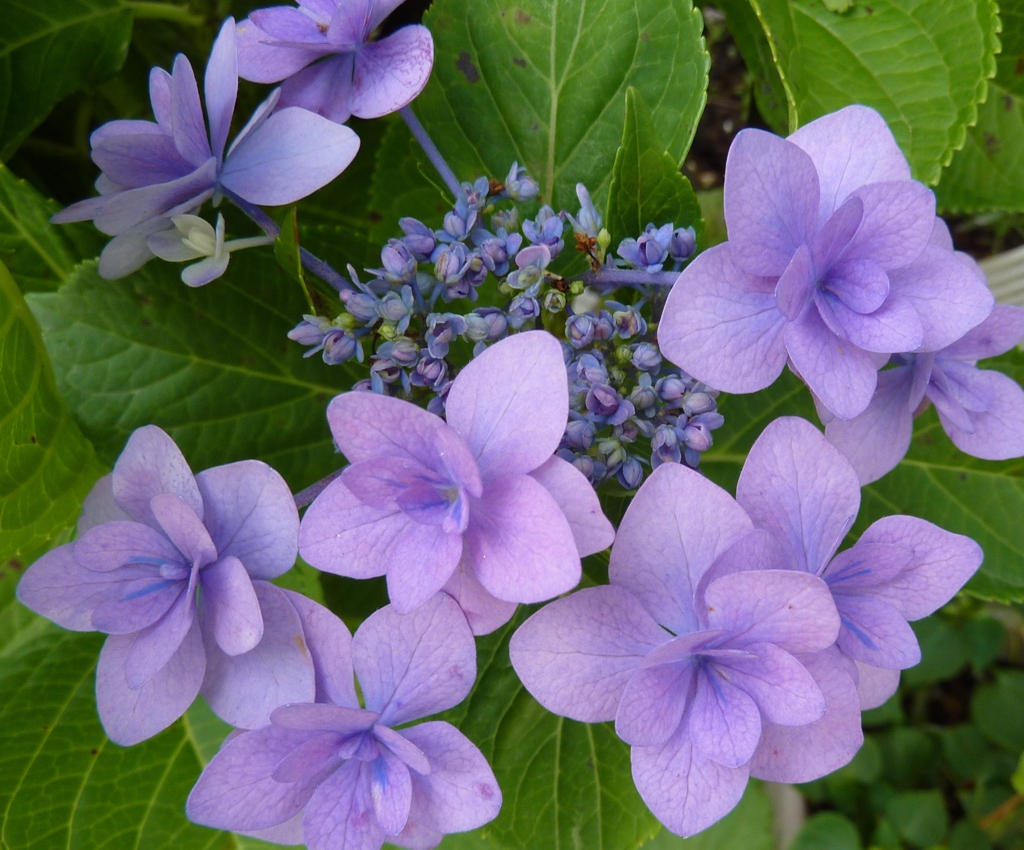 紫陽花