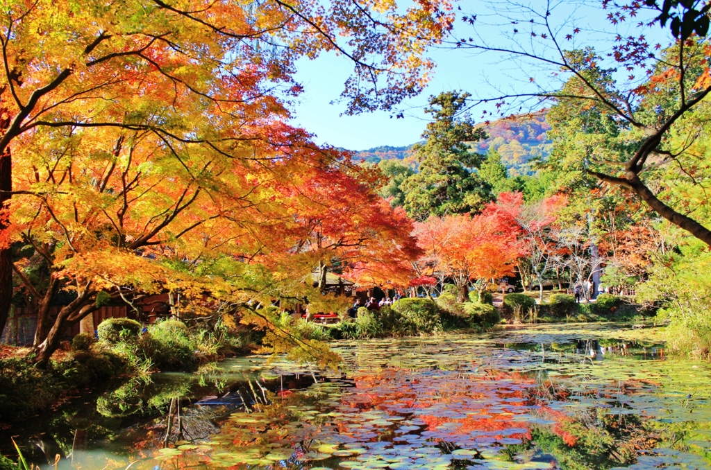 紅葉狩り