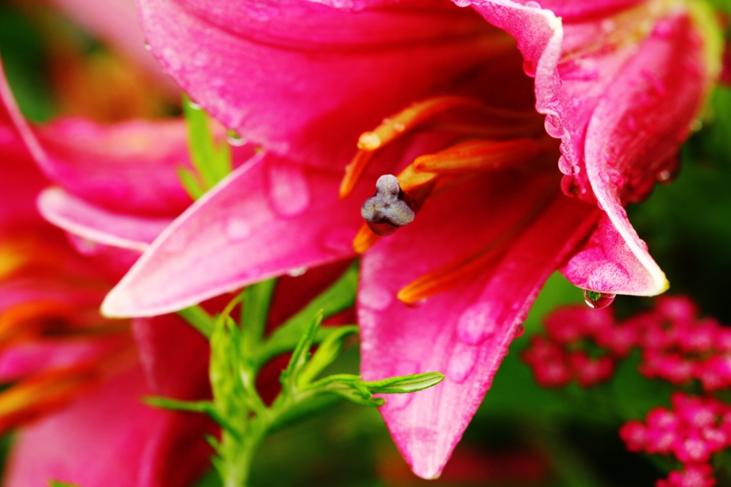 雨に咲く花