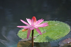 彩り