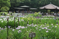 菖蒲園