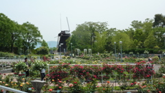 風車の見えるバラ園