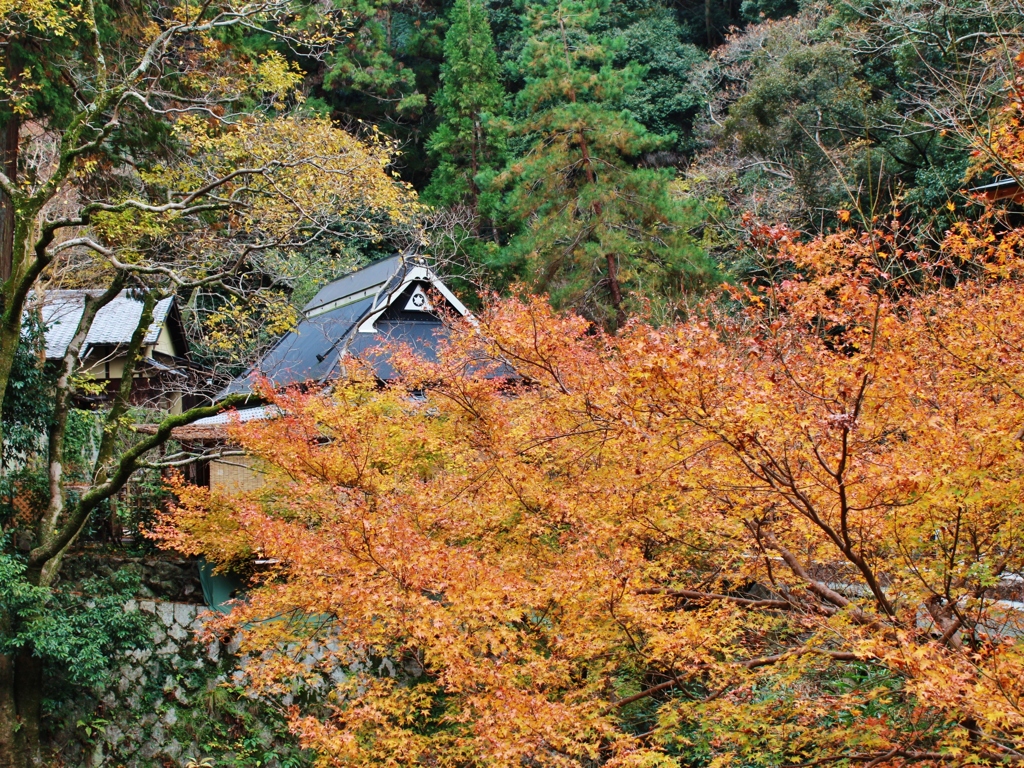 紅葉狩り