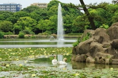 噴水と水鳥