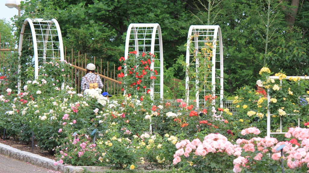 薔薇の花園