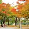 色づく公園