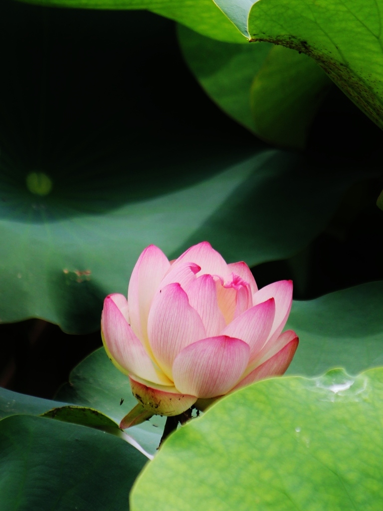 蓮の花