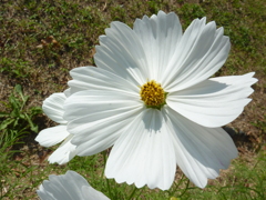 秋桜