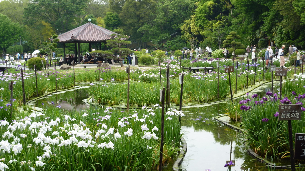 菖蒲園