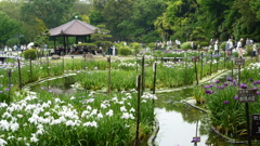 菖蒲園