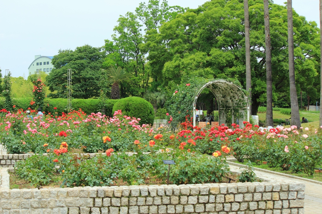 薔薇まつり