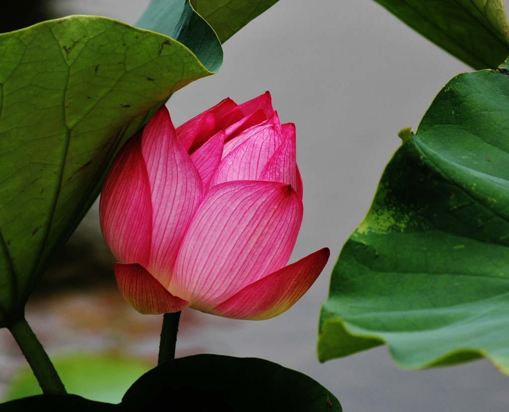 水上に咲く花