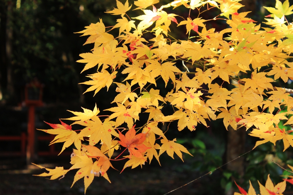 紅葉狩り