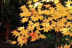 紅葉狩り