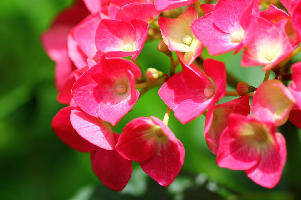紫陽花の花