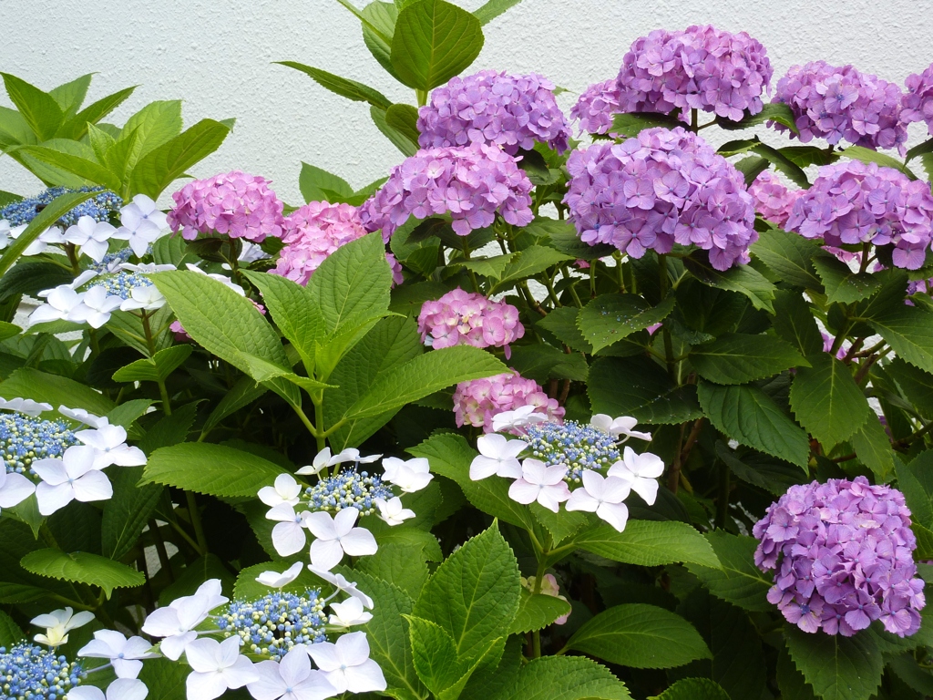 紫陽花