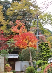 紅葉狩り