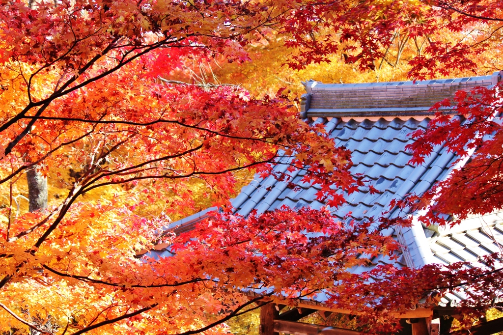 紅葉狩り