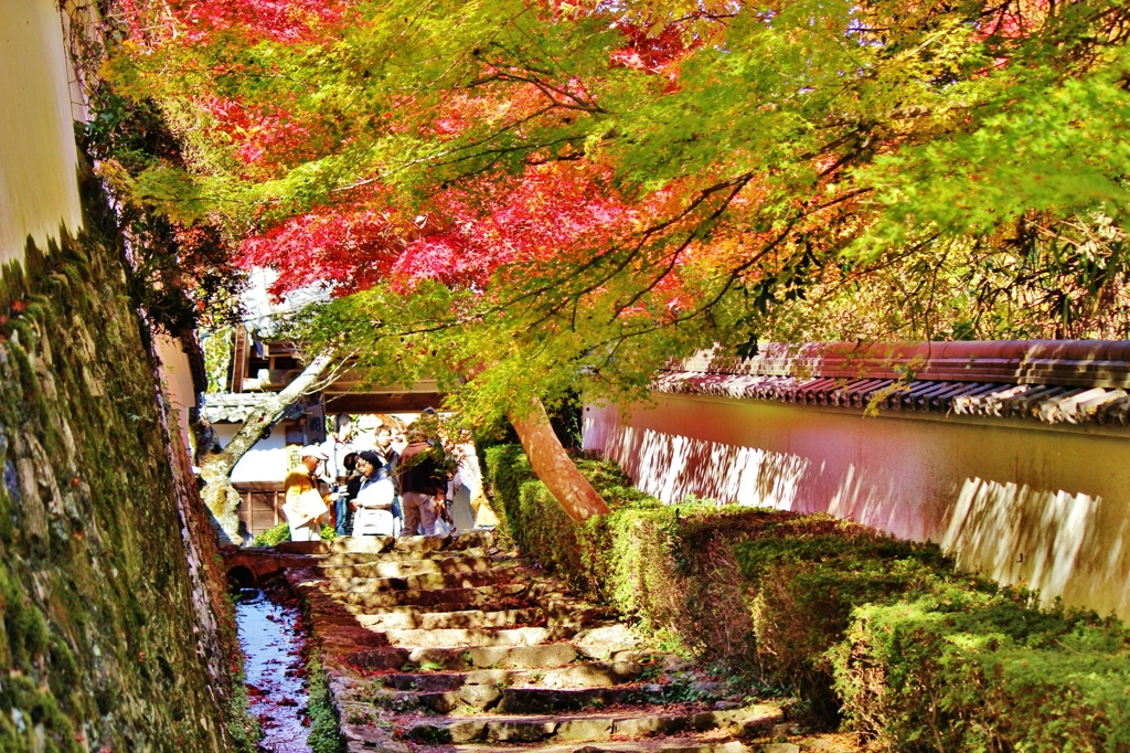 紅葉狩り