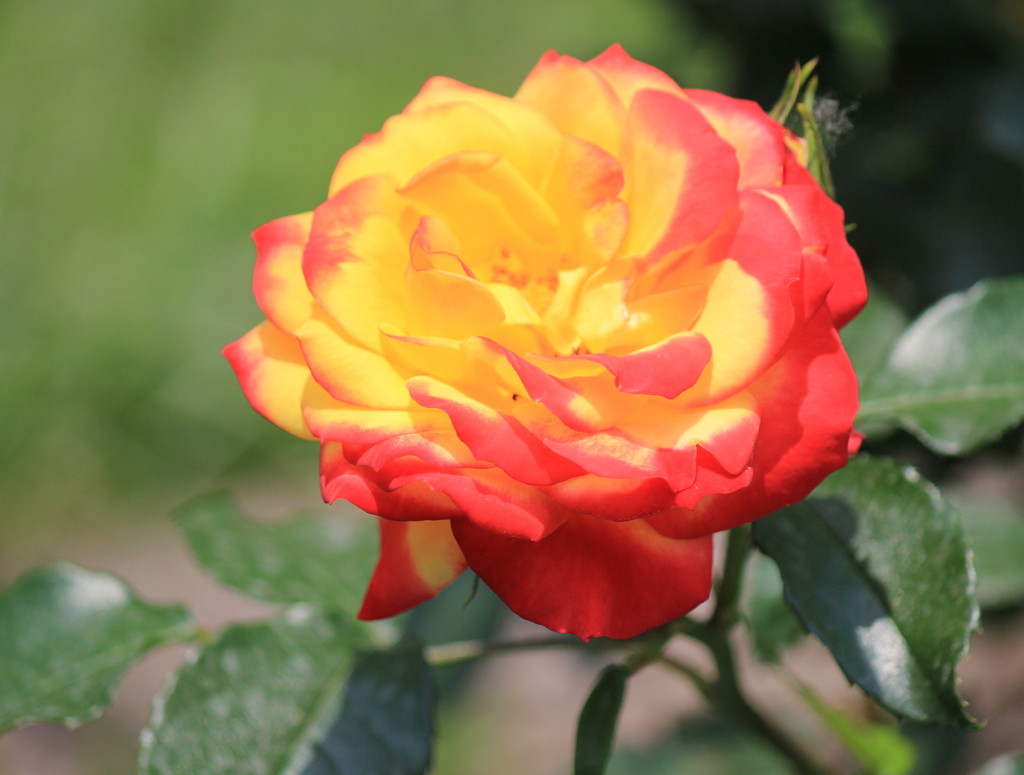 バラの花