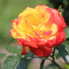 バラの花
