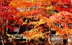 紅葉狩り