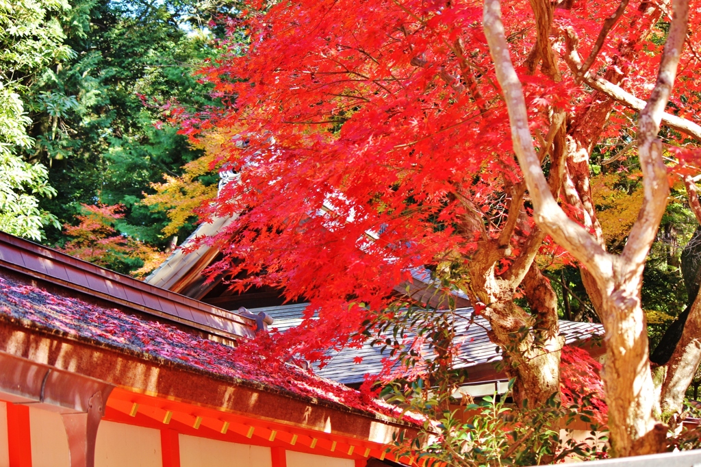 紅葉狩り