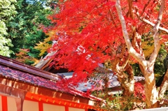 紅葉狩り
