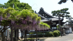 藤棚