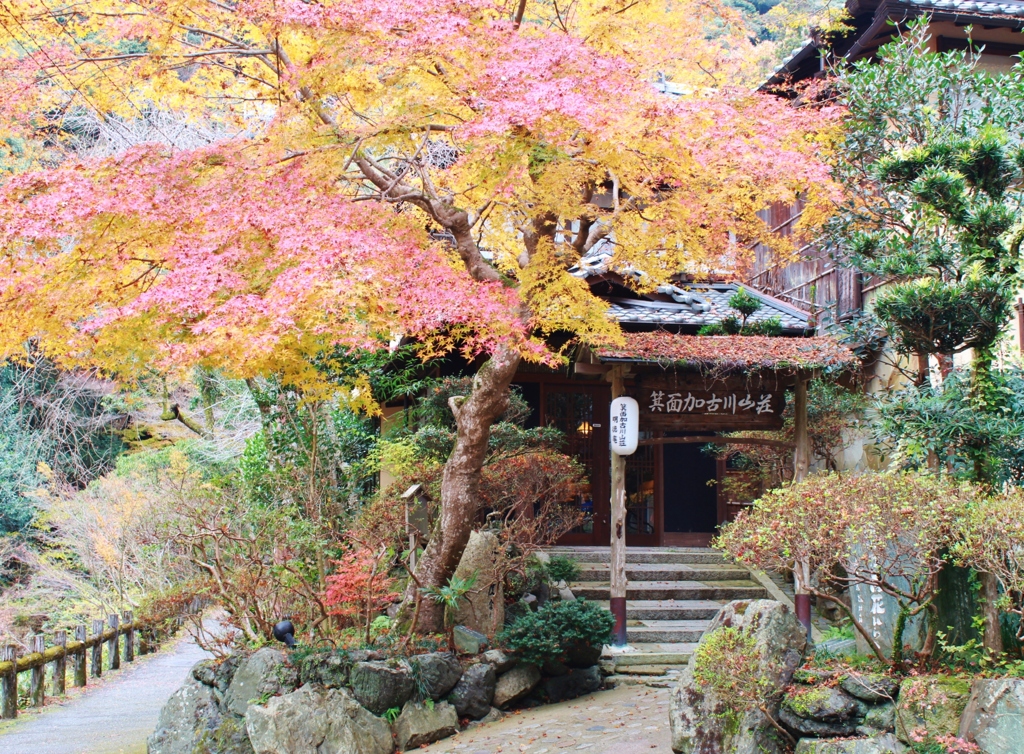 紅葉狩り