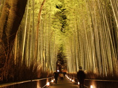 竹林の小径