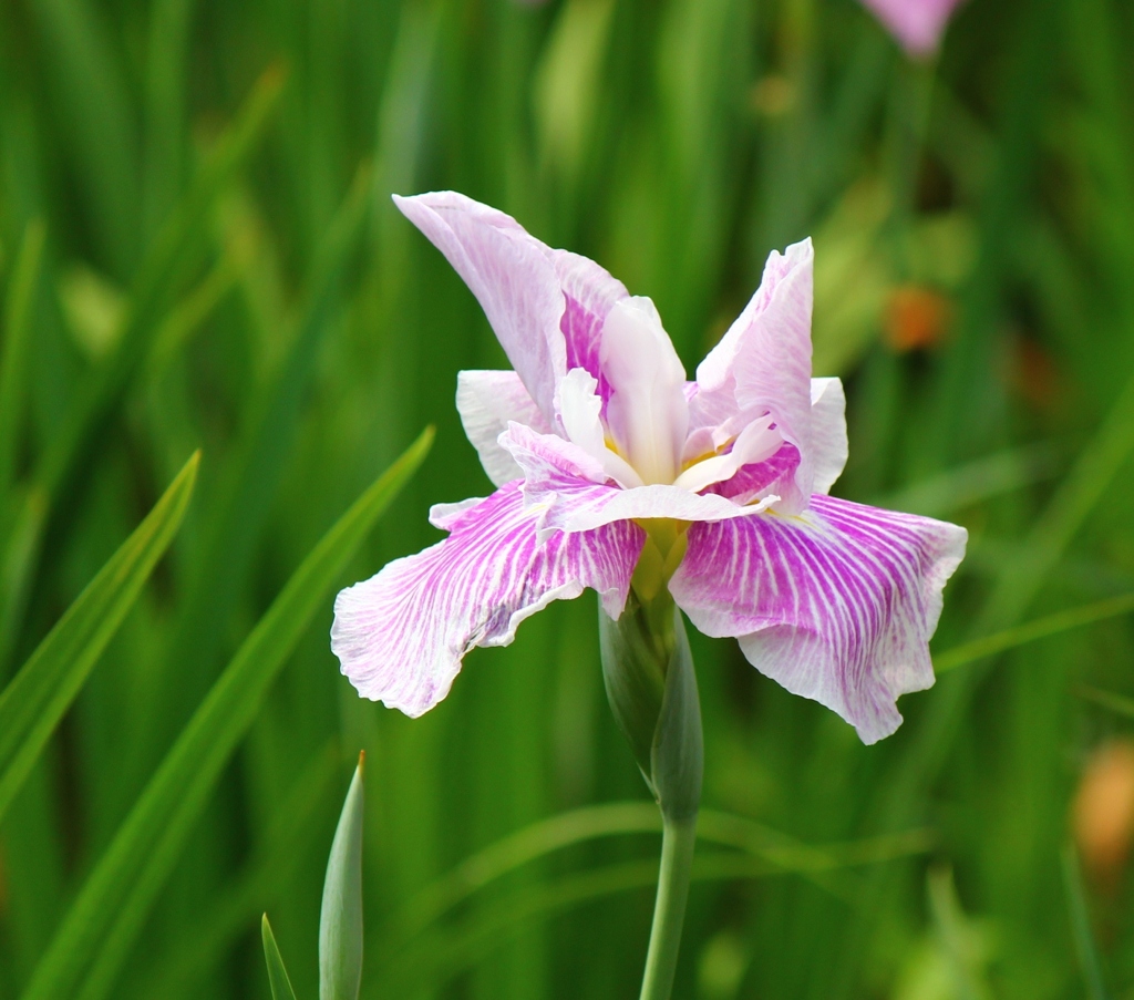 花菖蒲
