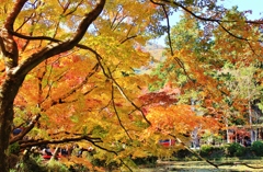 紅葉狩り