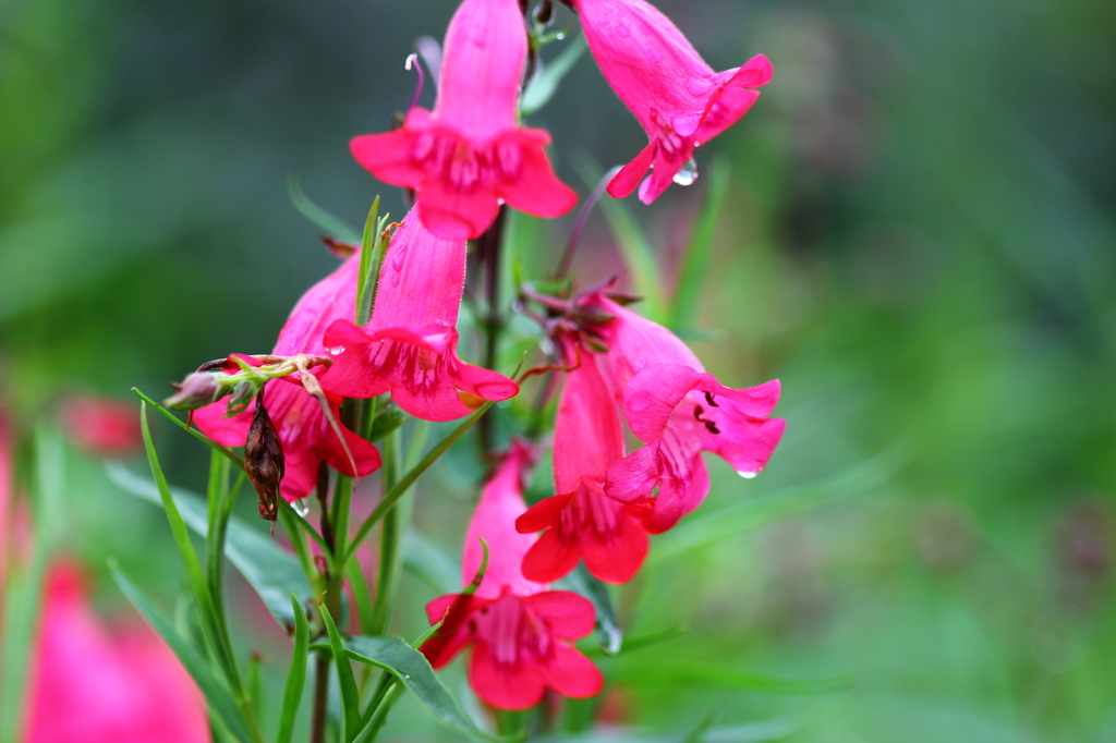 雨に咲く花