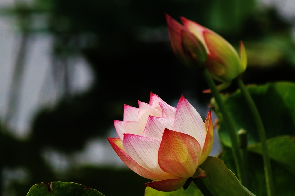水上の花
