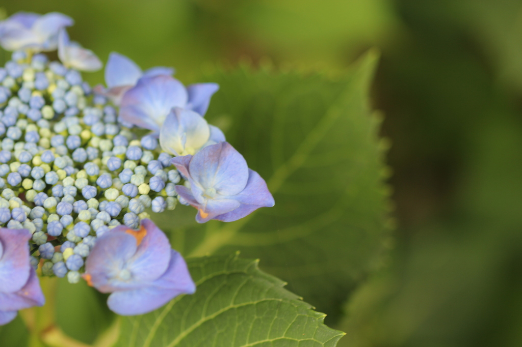 紫陽花
