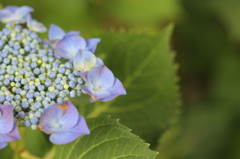 紫陽花