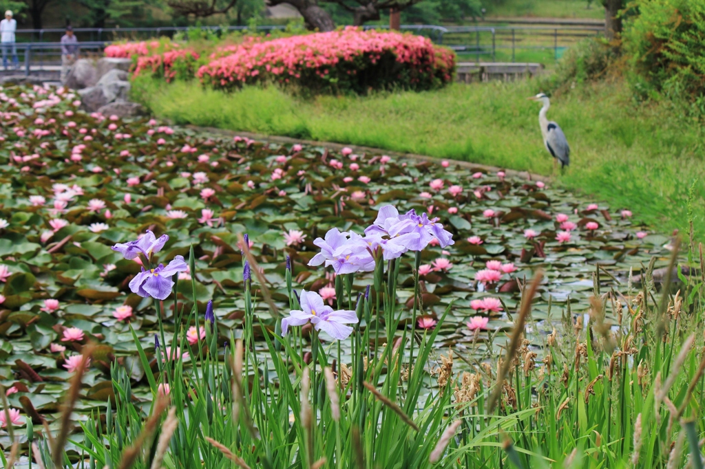 睡蓮とアオサギ