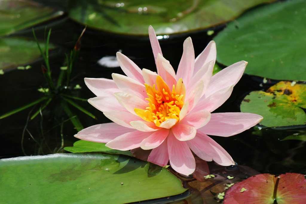 水辺に咲く花