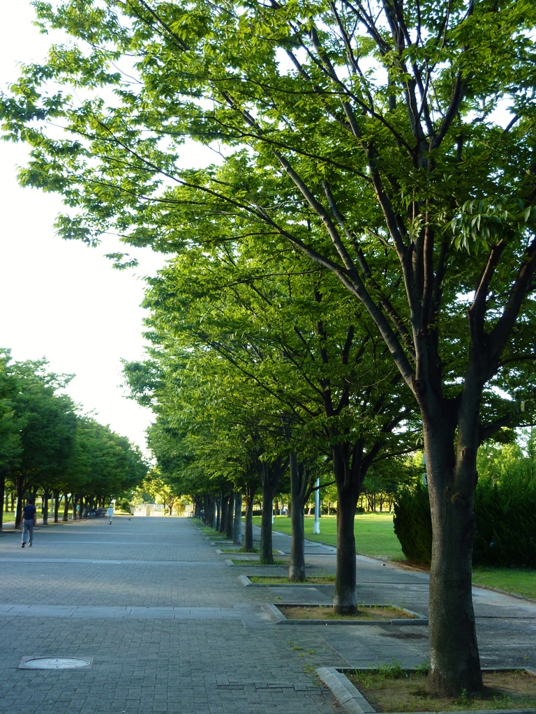 公園の朝