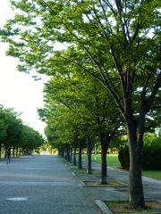 公園の朝