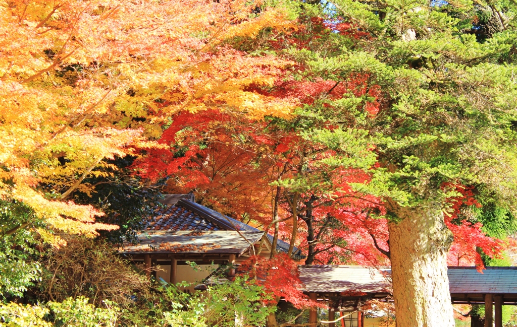 紅葉狩り