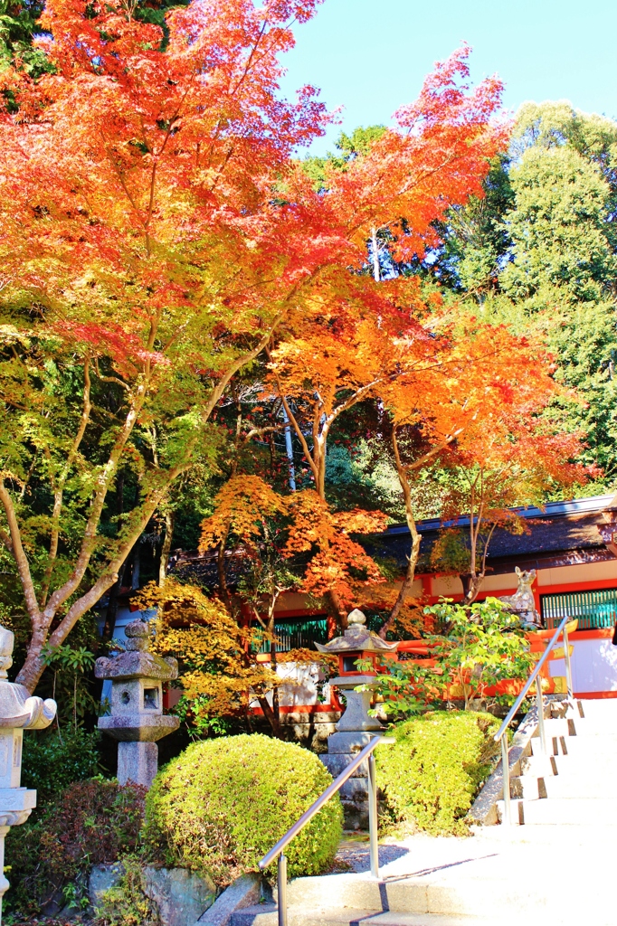 紅葉狩り